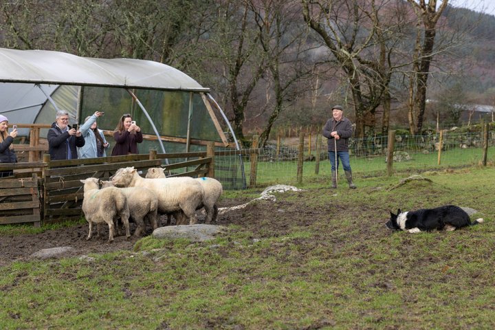 Full-day tour from Dublin showcasing Kilkenny, Wicklow Mountains, Glendalough, and a sheepdog trial, photo 15 | wizardtrip