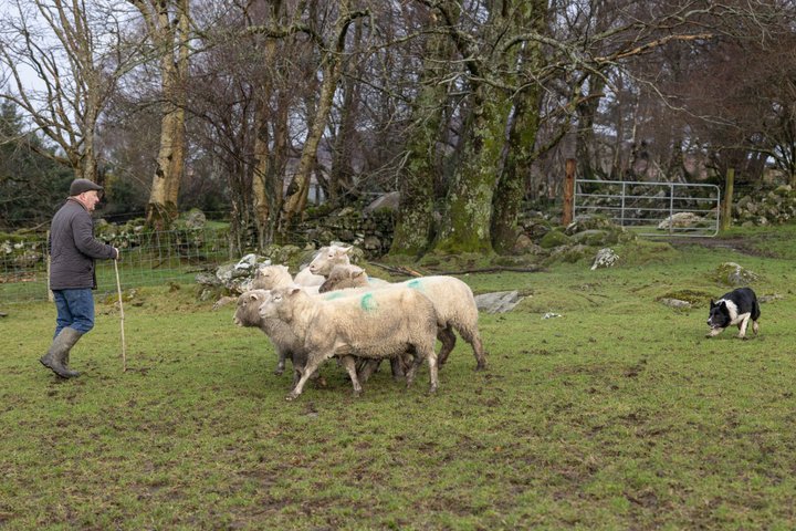 Full-day tour from Dublin showcasing Kilkenny, Wicklow Mountains, Glendalough, and a sheepdog trial, photo 16 | wizardtrip