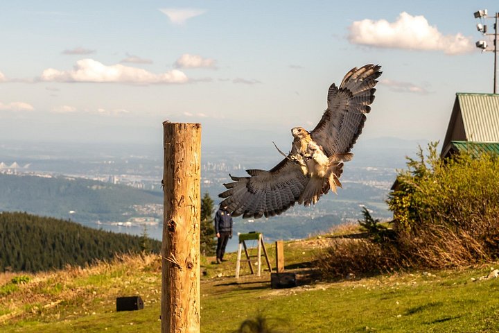 Ervaar de natuurlijke schoonheid van Vancouver met een tour naar Grouse Mountain en de Capilano Suspension Bridge, foto 11 | wizardtrip