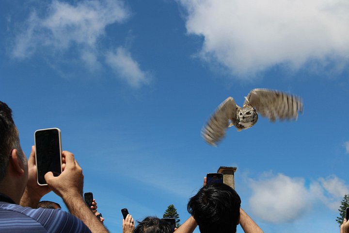 Ervaar de natuurlijke schoonheid van Vancouver met een tour naar Grouse Mountain en de Capilano Suspension Bridge, foto 12 | wizardtrip