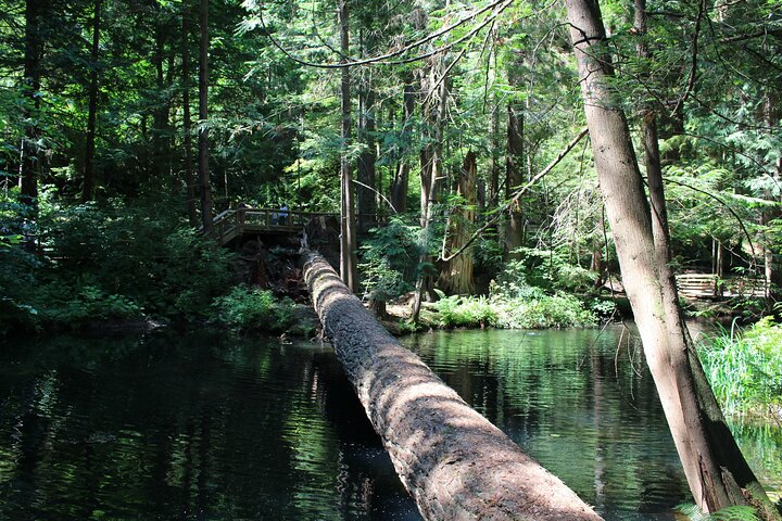 Ervaar de natuurlijke schoonheid van Vancouver met een tour naar Grouse Mountain en de Capilano Suspension Bridge, foto 13 | wizardtrip