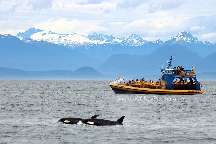 Vancouver Whale Watch : Excursion en Zodiac avec guide | wizardtrip
