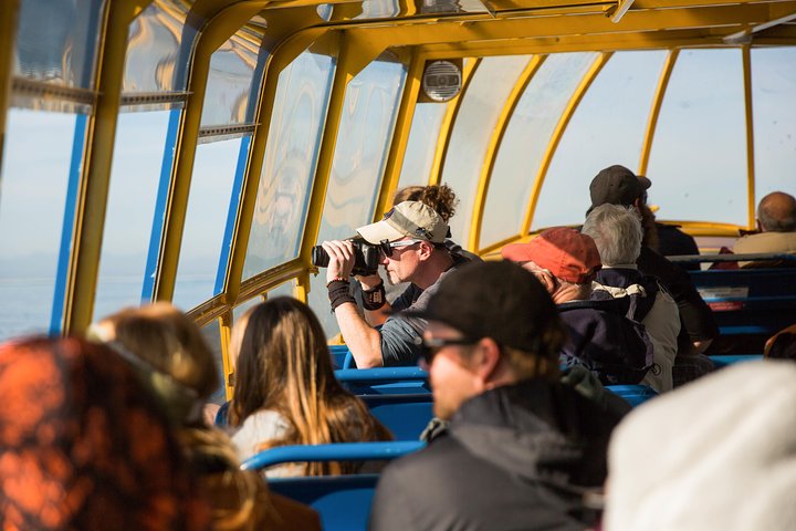 Valsafari med Zodiac i Vancouver, observation av valar och marint liv, foto 6 | wizardtrip