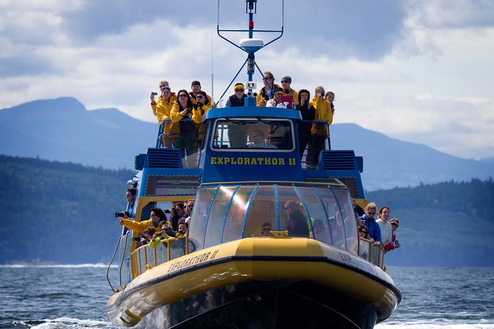 Valsafari med Zodiac i Vancouver, observation av valar och marint liv, foto 7 | wizardtrip