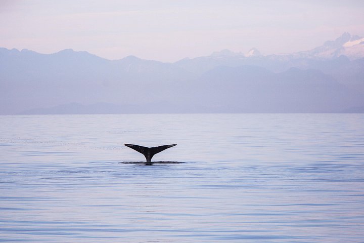Valsafari med Zodiac i Vancouver, observation av valar och marint liv, foto 8 | wizardtrip