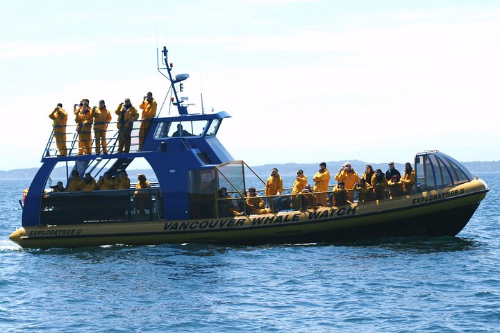 Valsafari med Zodiac i Vancouver, observation av valar och marint liv, foto 9 | wizardtrip