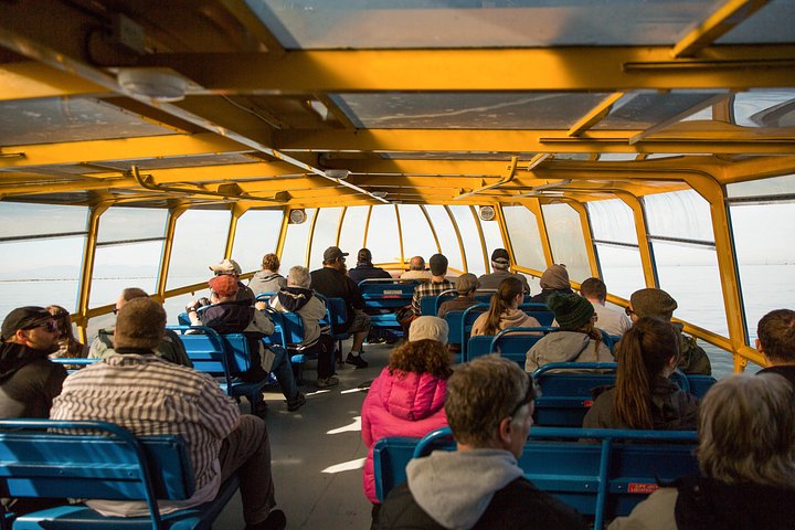 Valsafari med Zodiac i Vancouver, observation av valar och marint liv, foto 10 | wizardtrip