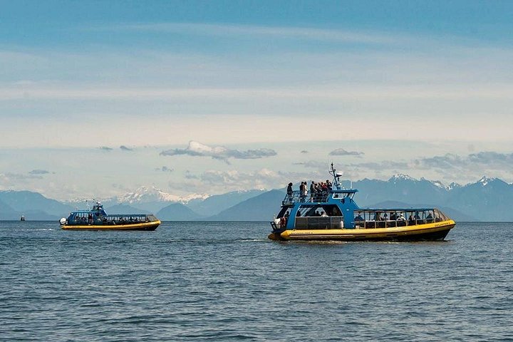 Valsafari med Zodiac i Vancouver, observation av valar och marint liv, foto 11 | wizardtrip