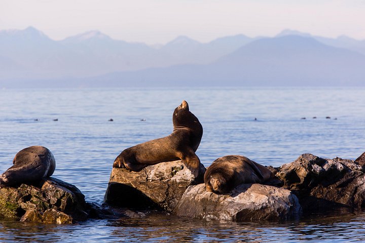 Valsafari med Zodiac i Vancouver, observation av valar och marint liv, foto 12 | wizardtrip