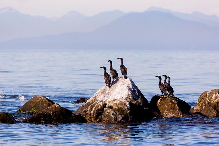 Valsafari med Zodiac i Vancouver, observation av valar och marint liv, foto 13 | wizardtrip