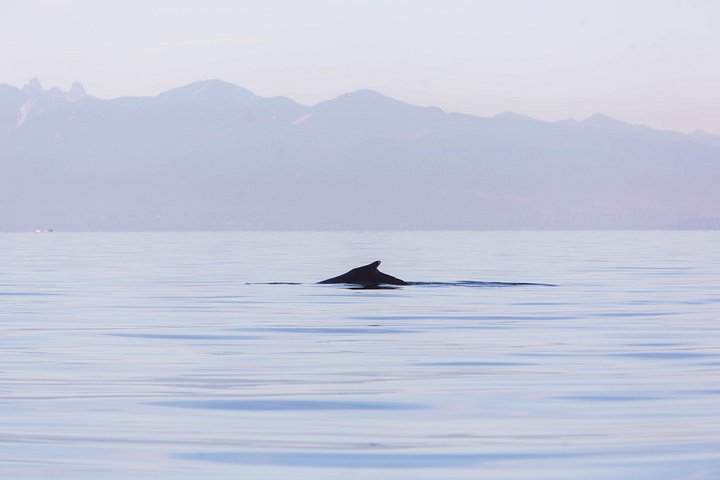 Valsafari med Zodiac i Vancouver, observation av valar och marint liv, foto 15 | wizardtrip