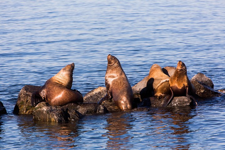 Valsafari med Zodiac i Vancouver, observation av valar och marint liv, foto 16 | wizardtrip