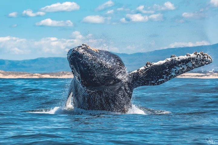 Valaskådningstur från Monterey | wizardtrip