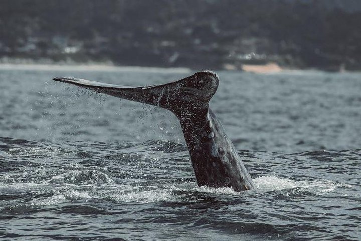 Hvalsafari i Monterey Bay, California, med observasjon av marint dyreliv fra en båt, foto 6 | wizardtrip