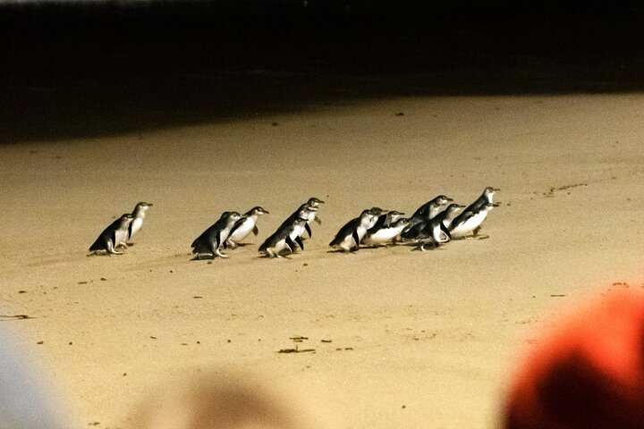 Phillip Island Penguins & Wildlife Day Tour from Melbourne | wizardtrip