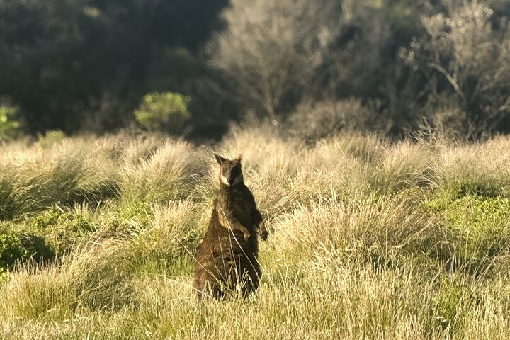 Dyrelivs- og kystsceneri-tur på Phillip Island fra Melbourne, Australien, foto 8 | wizardtrip