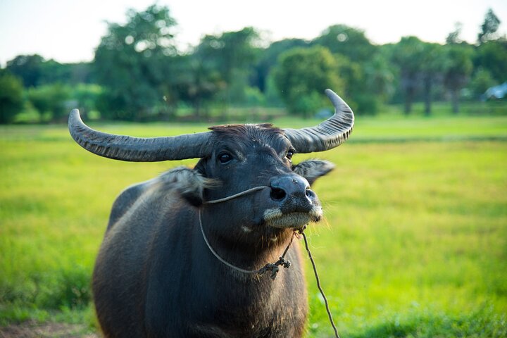 Fietstocht door het platteland van Siem Reap, bezoek aan dorpen, boerderijen en lokale markten, foto 10 | wizardtrip