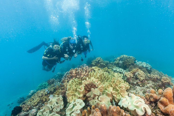Stilfuld katamarantur til snorkling og dykning ved Great Barrier Reef fra Cairns, Australien, foto 6 | wizardtrip