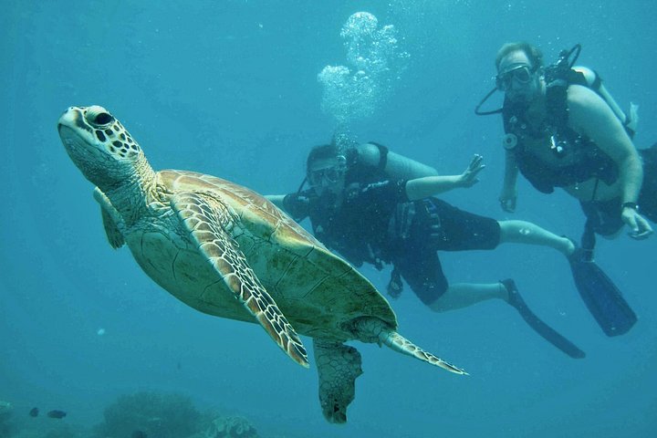 Stilfuld katamarantur til snorkling og dykning ved Great Barrier Reef fra Cairns, Australien, foto 9 | wizardtrip
