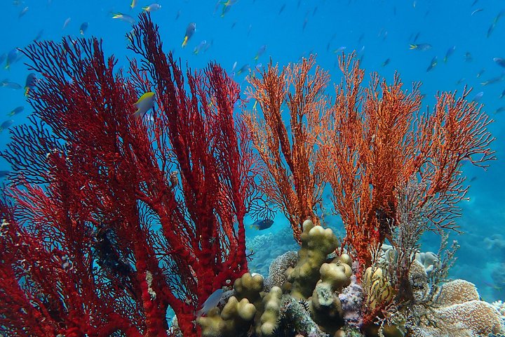 Stilfuld katamarantur til snorkling og dykning ved Great Barrier Reef fra Cairns, Australien, foto 15 | wizardtrip