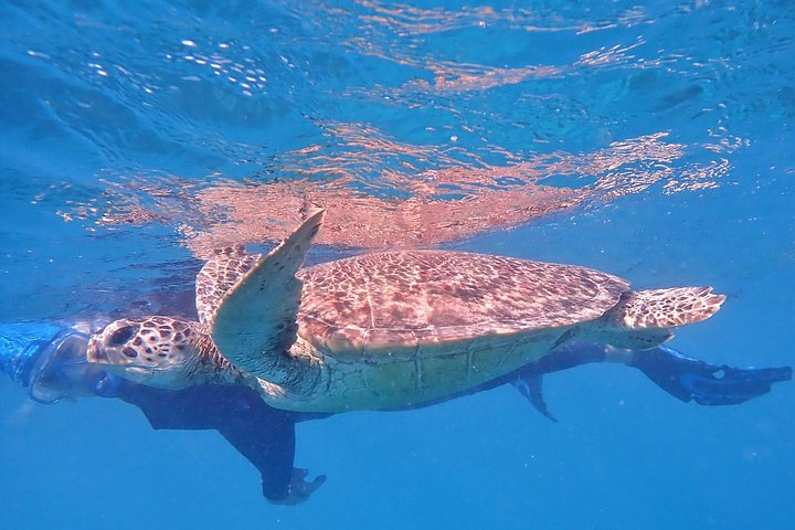 Stilfuld katamarantur til snorkling og dykning ved Great Barrier Reef fra Cairns, Australien, foto 16 | wizardtrip