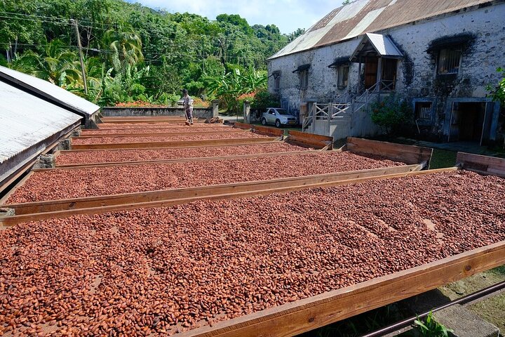 Excursion d'une journée des points forts de la Grenade, y compris les cascades, le chocolat, le rhum et la forêt tropicale, photo 2 | wizardtrip
