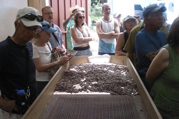 Excursion d'une journée des points forts de la Grenade, y compris les cascades, le chocolat, le rhum et la forêt tropicale, photo 15 | wizardtrip