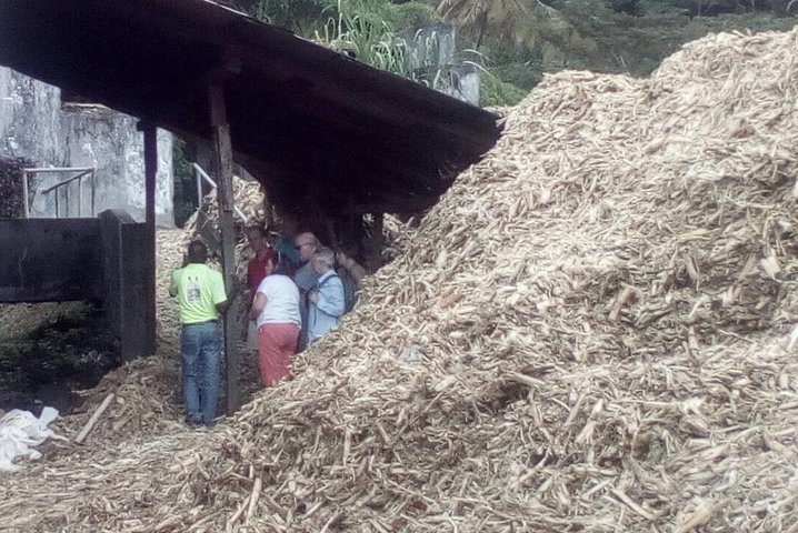 Excursion d'une journée des points forts de la Grenade, y compris les cascades, le chocolat, le rhum et la forêt tropicale, photo 18 | wizardtrip