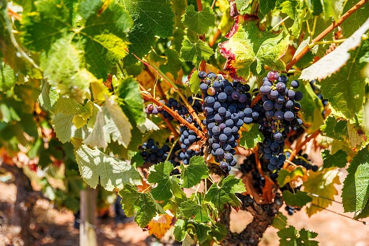 Tagesausflug in kleiner Gruppe von Lissabon nach Arrábida und Sesimbra mit Weinprobe und malerischen Ausblicken, Foto 8 | wizardtrip