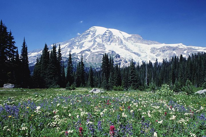 Excursion d'une journée au Mont Rainier au départ de Seattle | wizardtrip