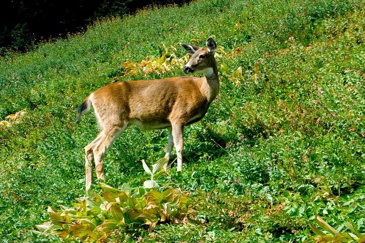 Naturskjønn tur til Mount Rainier National Park fra Seattle, som viser isbreer, fossefall og skoger, foto 20 | wizardtrip