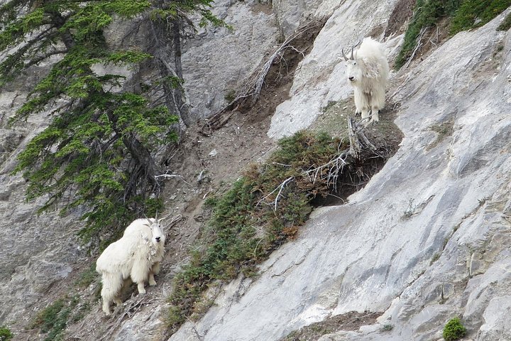 Evening wildlife tour in Jasper National Park, Canada, spotting animals from a minibus, photo 6 | wizardtrip