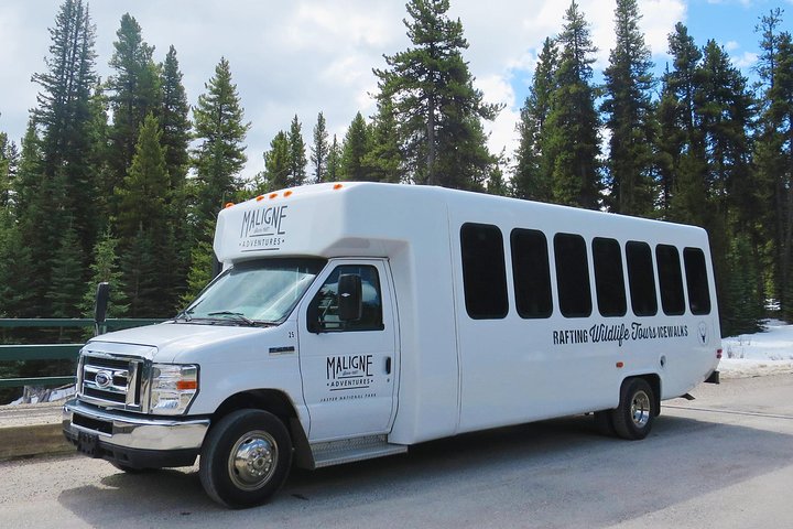 Evening wildlife tour in Jasper National Park, Canada, spotting animals from a minibus, photo 7 | wizardtrip