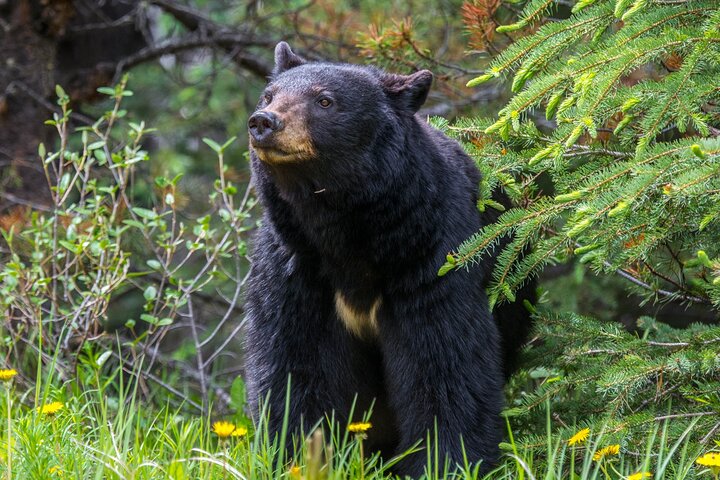 Evening wildlife tour in Jasper National Park, Canada, spotting animals from a minibus, photo 8 | wizardtrip