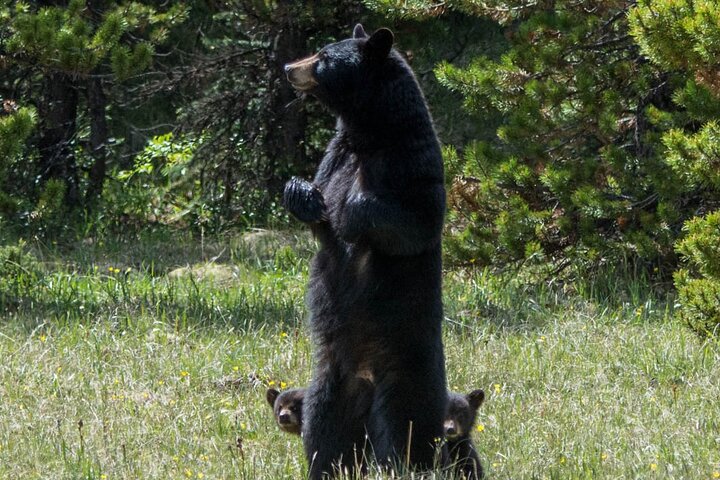Evening wildlife tour in Jasper National Park, Canada, spotting animals from a minibus, photo 9 | wizardtrip