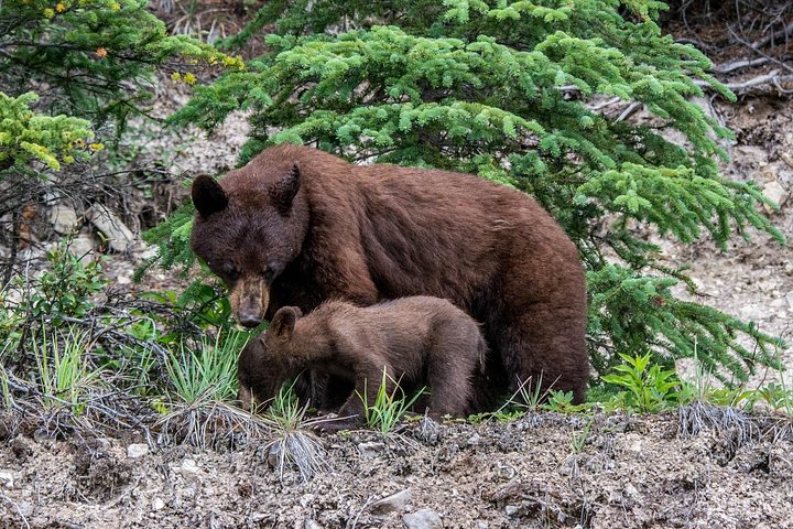 Evening wildlife tour in Jasper National Park, Canada, spotting animals from a minibus, photo 10 | wizardtrip