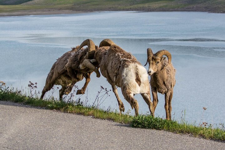 Evening wildlife tour in Jasper National Park, Canada, spotting animals from a minibus, photo 11 | wizardtrip