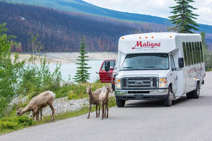 Evening wildlife tour in Jasper National Park, Canada, spotting animals from a minibus, photo 12 | wizardtrip
