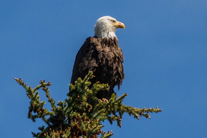 Evening wildlife tour in Jasper National Park, Canada, spotting animals from a minibus, photo 14 | wizardtrip