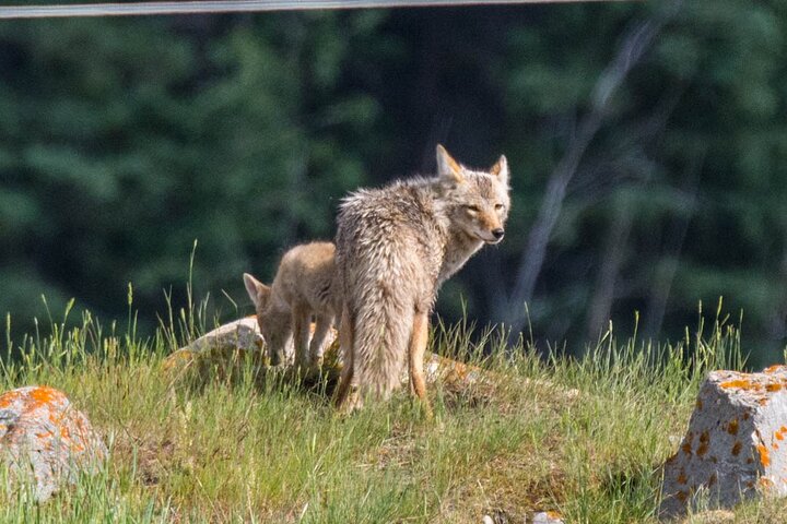 Evening wildlife tour in Jasper National Park, Canada, spotting animals from a minibus, photo 15 | wizardtrip