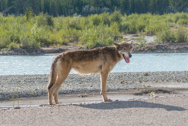 Evening wildlife tour in Jasper National Park, Canada, spotting animals from a minibus, photo 16 | wizardtrip