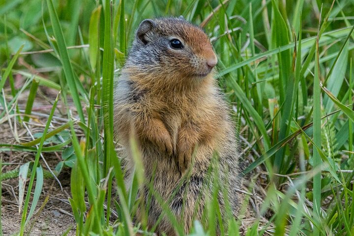 Evening wildlife tour in Jasper National Park, Canada, spotting animals from a minibus, photo 17 | wizardtrip