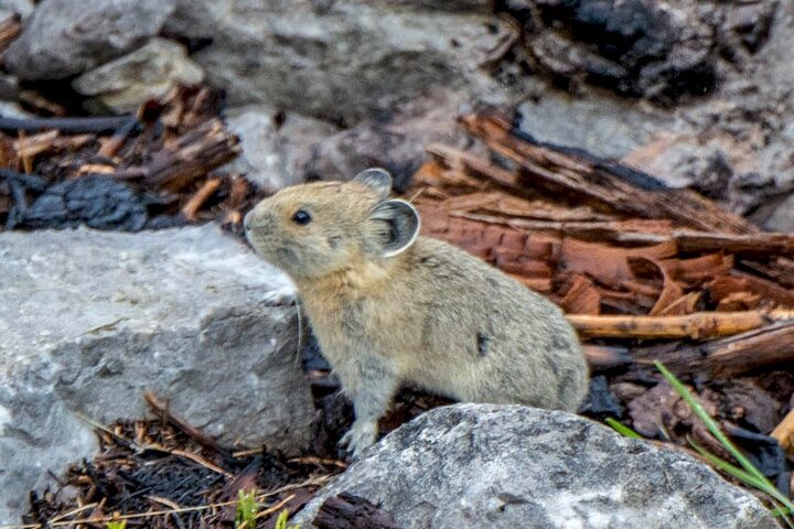 Evening wildlife tour in Jasper National Park, Canada, spotting animals from a minibus, photo 18 | wizardtrip