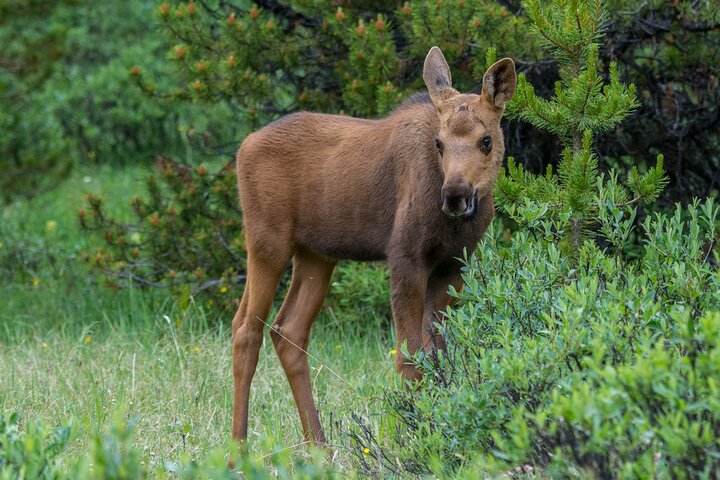 Evening wildlife tour in Jasper National Park, Canada, spotting animals from a minibus, photo 20 | wizardtrip