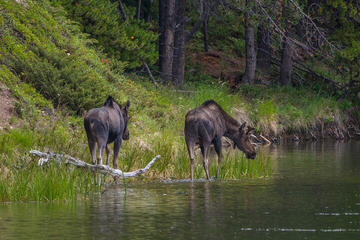 Evening wildlife tour in Jasper National Park, Canada, spotting animals from a minibus, photo 21 | wizardtrip
