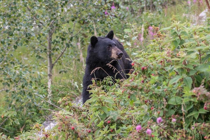 Evening wildlife tour in Jasper National Park, Canada, spotting animals from a minibus, photo 22 | wizardtrip