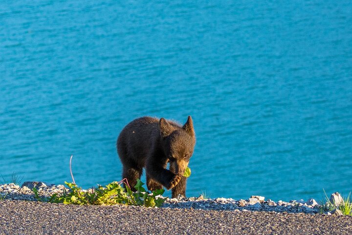 Evening wildlife tour in Jasper National Park, Canada, spotting animals from a minibus, photo 23 | wizardtrip