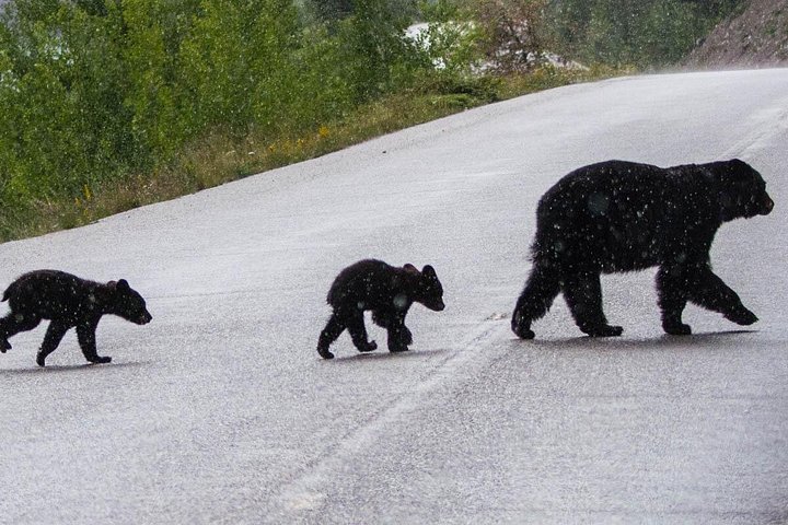 Evening wildlife tour in Jasper National Park, Canada, spotting animals from a minibus, photo 24 | wizardtrip