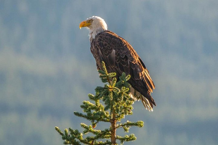 Malerische Tour durch das Maligne Valley und den Maligne Lake im Jasper Nationalpark, Kanada, Foto 8 | wizardtrip