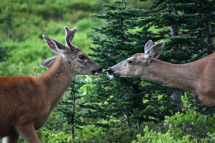 Tour en grupo pequeño explorando las maravillas naturales del Parque Nacional Mount Rainier desde Seattle, foto 6 | wizardtrip